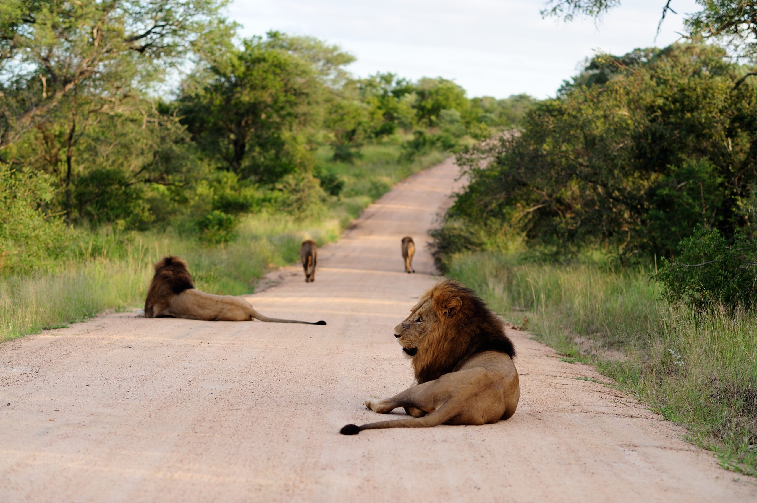 A group of magnificent lions on a gravel road surrounded by grassy fields and trees