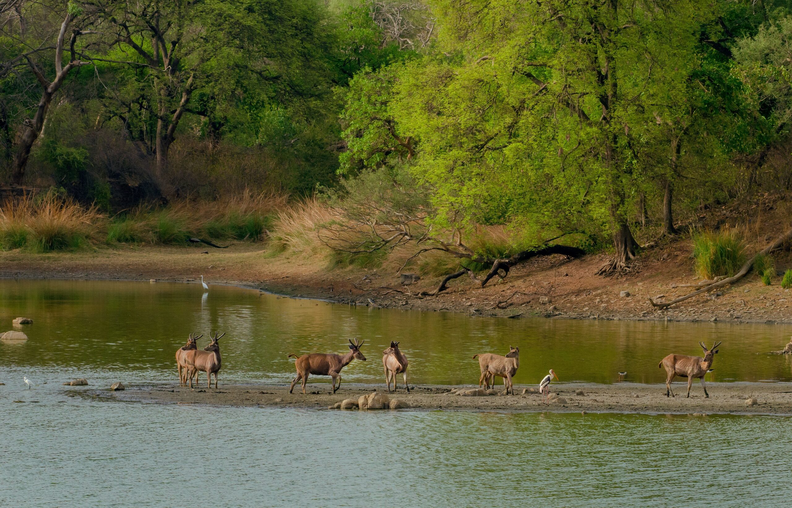 A herd of wild deer in the middle of a lake surrounded by greenery