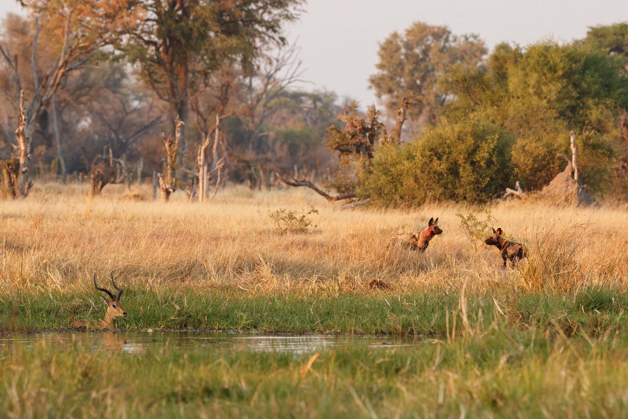 wild-dogs-hunting-desperate-impalas