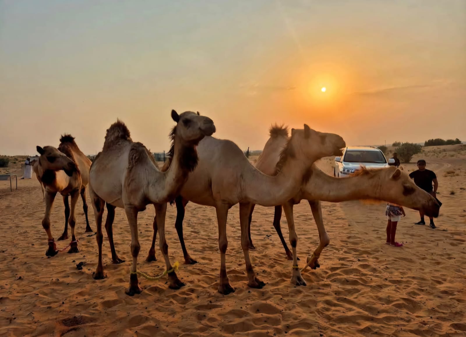 WhatsApp Image 2025-07-12 at 17.39.01